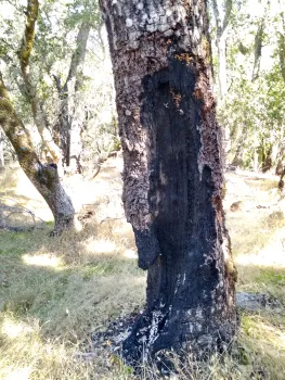 Fire damaged oak