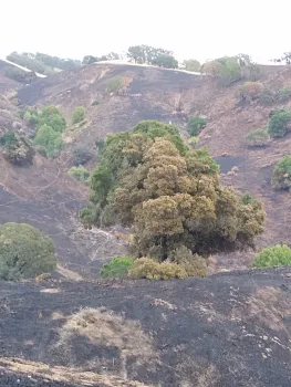 Post-fire in oak woodland